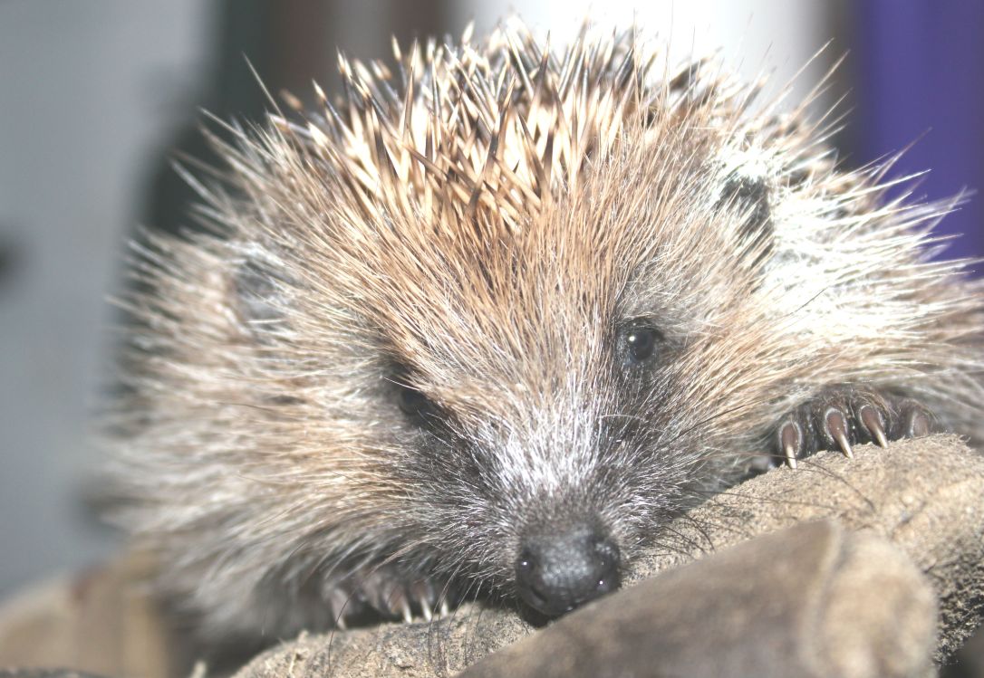 European hedgehog