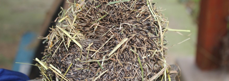 hibernating hedgehog
