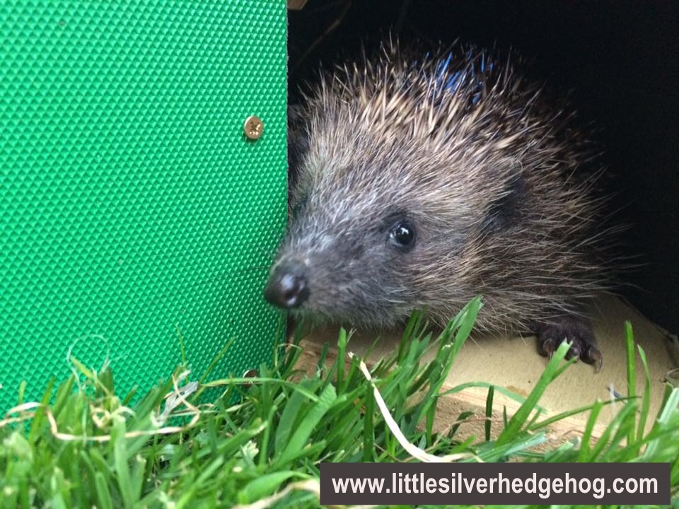 Wild hedgehog in hedgehog box