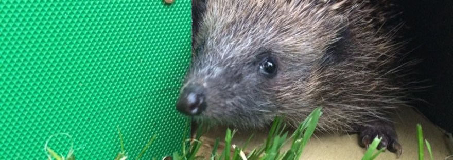 Wild hedgehog in hedgehog box