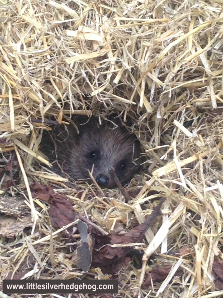 Wild hedgehog in nest