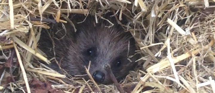 Wild hedgehog in nest