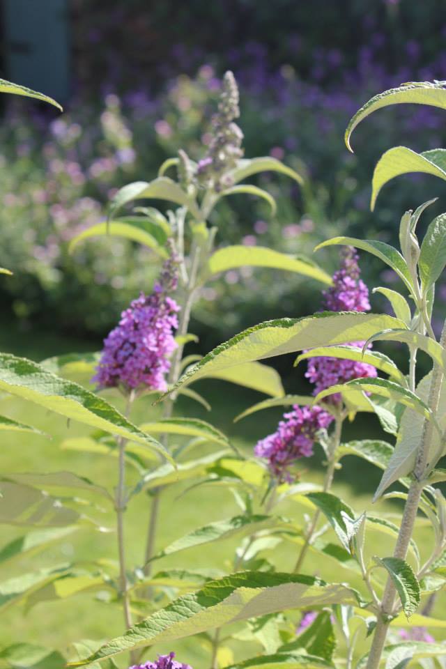 10458798_678898752147828_3044522594899868398_n