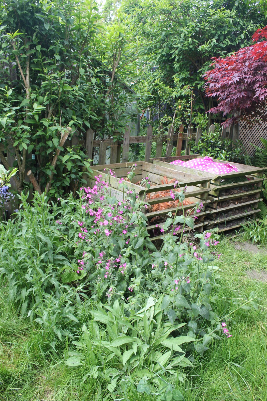 Wild corner of garden for wildlife