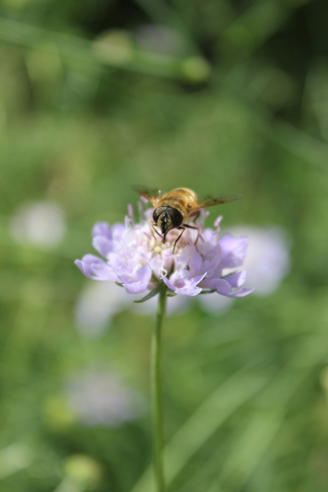 Solitary bee on scabious flower