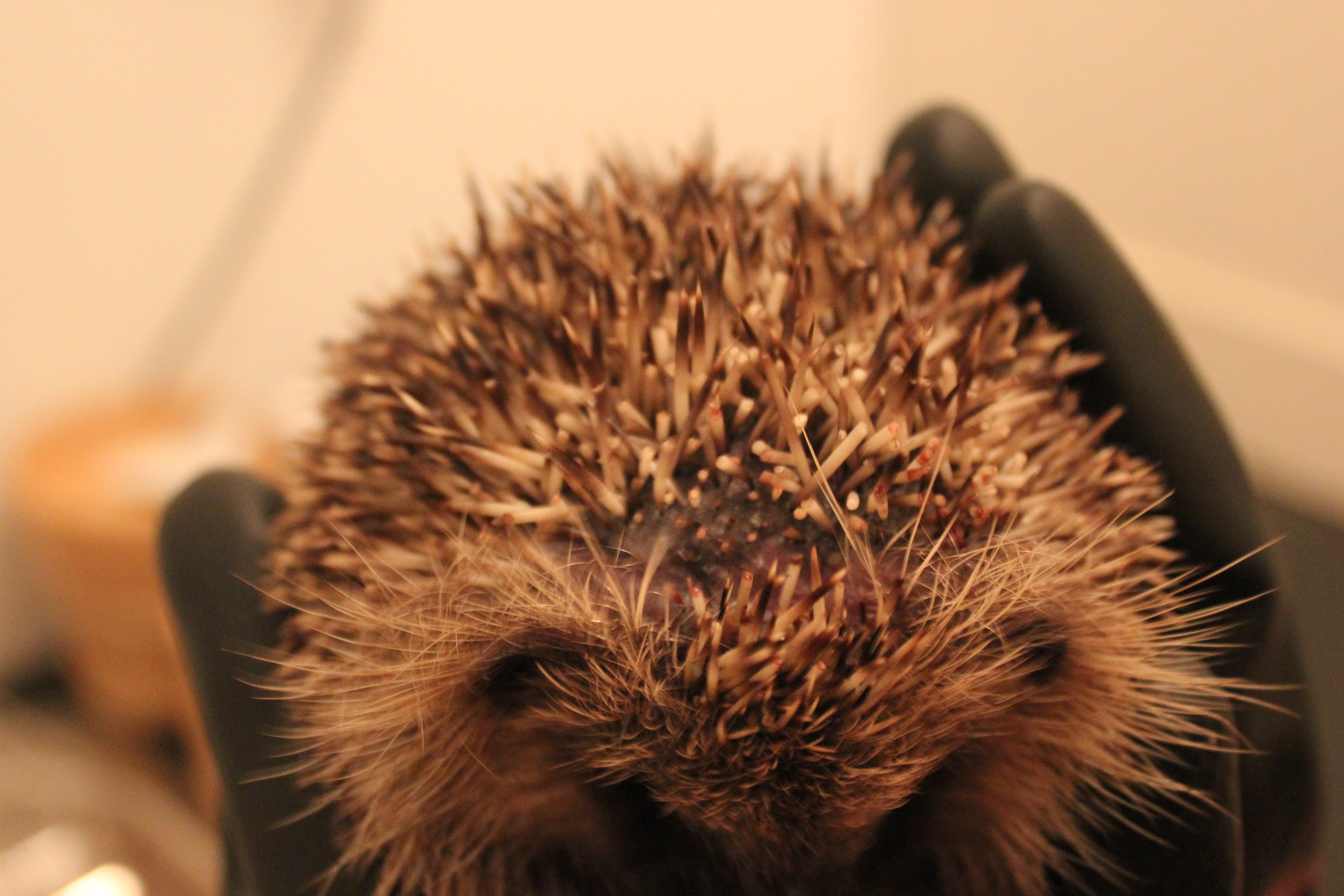 strimmed-hedgehog-during-treatment
