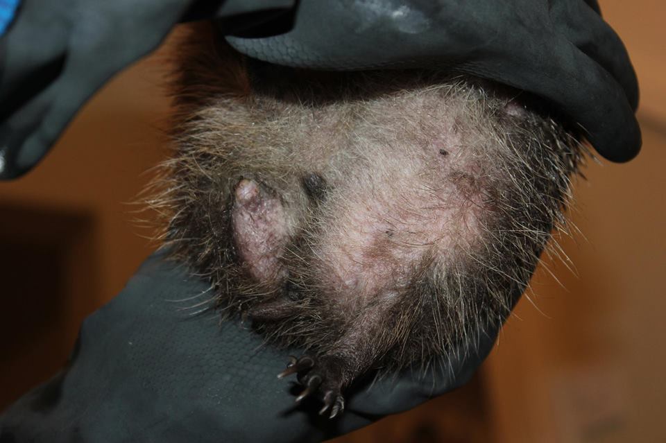 15697586_10154819598074859_9021487673157341979_n-1