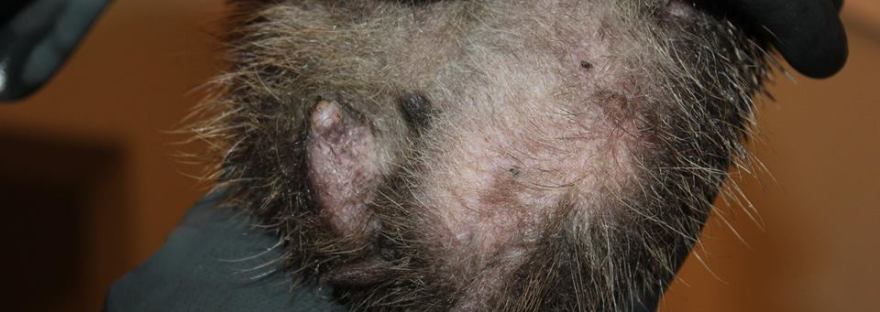 Three legged wild hedgehog amputee