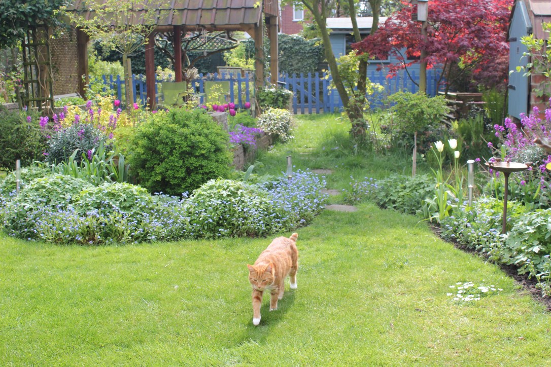 Knapton lane garden.JPG