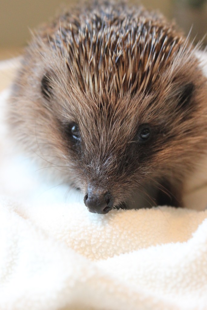 Wild European hedgehog