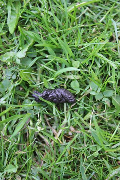 How to identify hedgehog poo – Little Silver Hedgehog