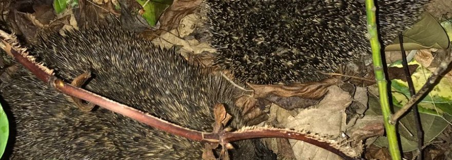 Wild hedgehogs courting hedgehog romance
