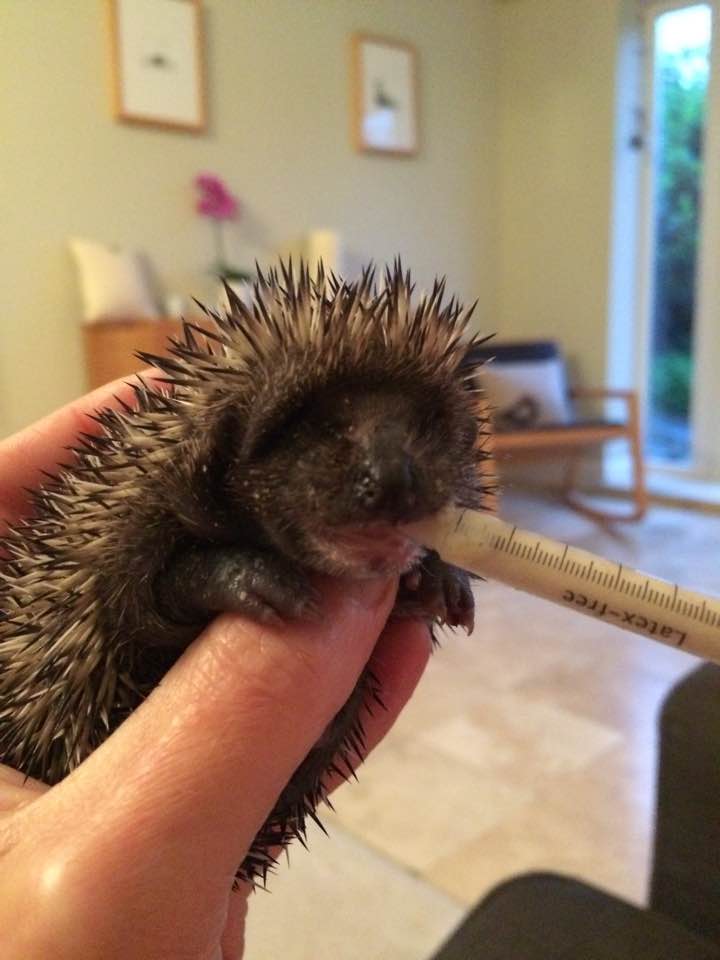 Hand feeding a hedgehog baby