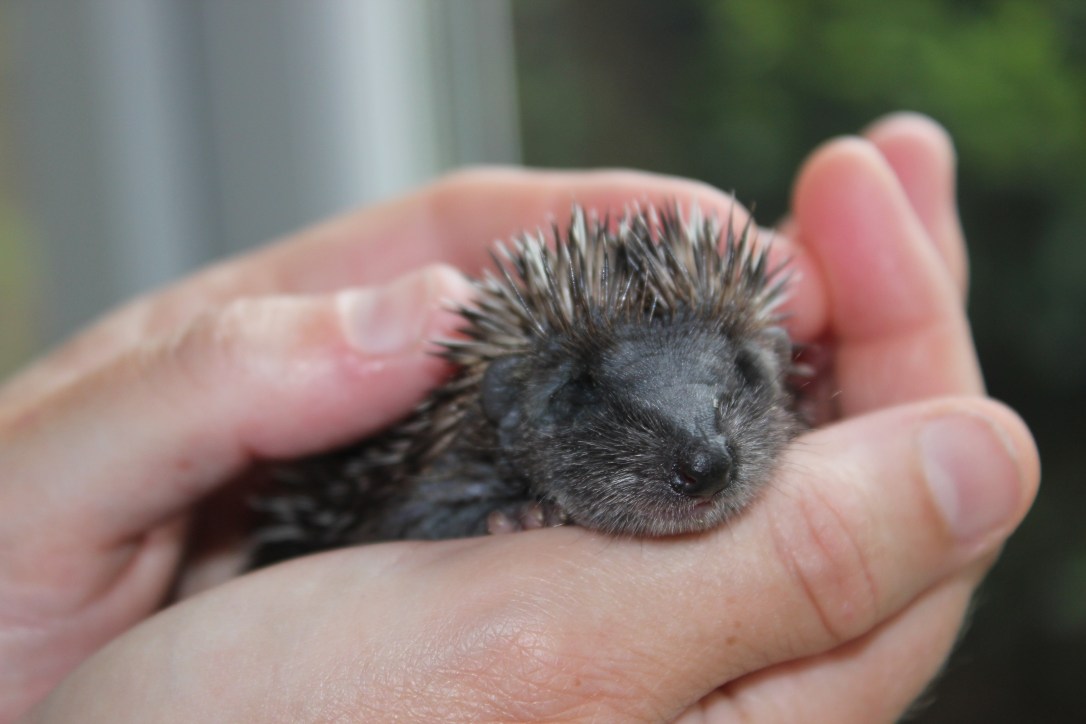 Baby hoglet in hand June 2016