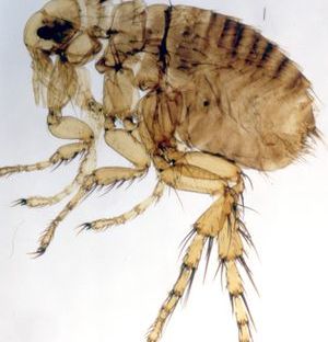 Hedgehog flea