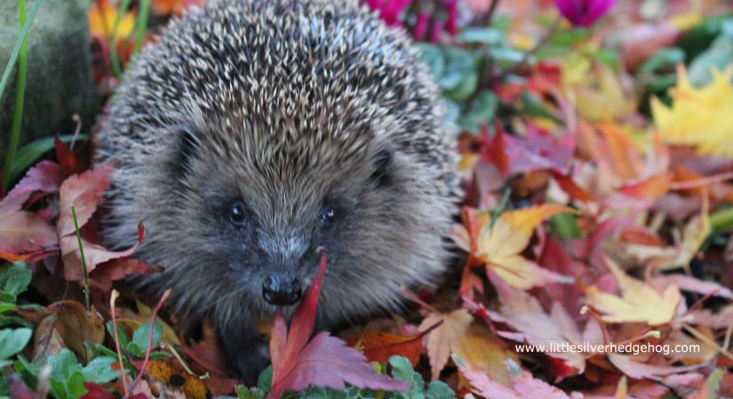 Wild hedgehog Autumn leaves
