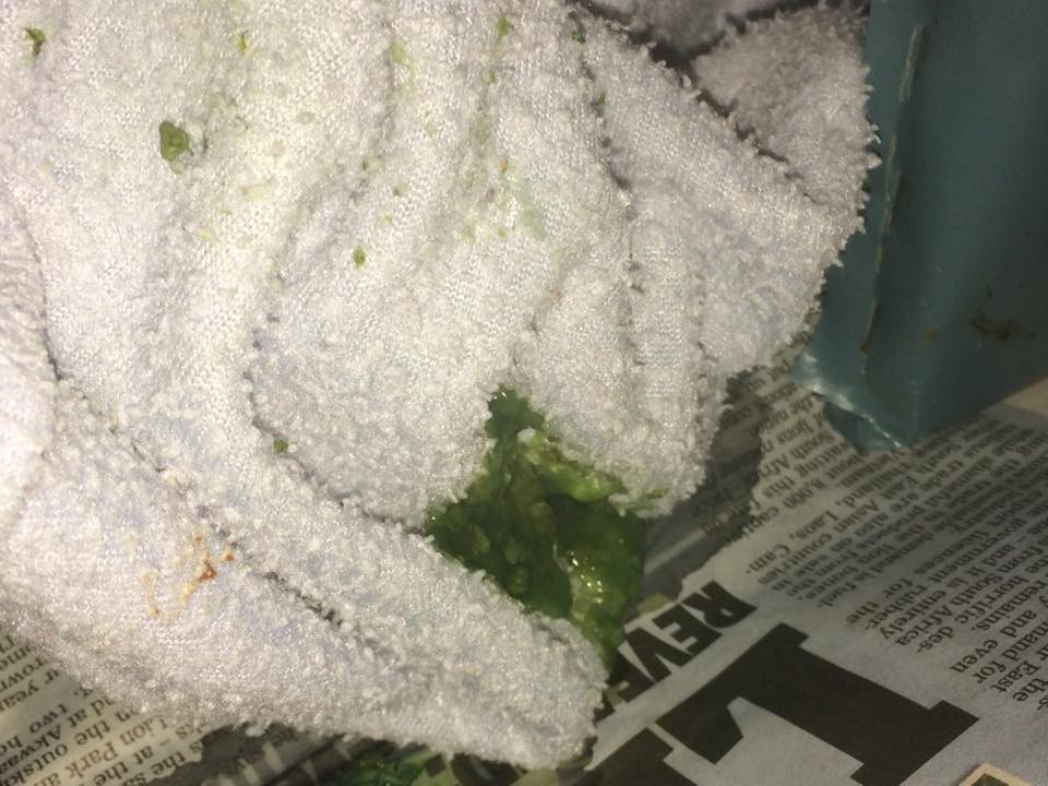 Hedgehog green poo and blood in poo