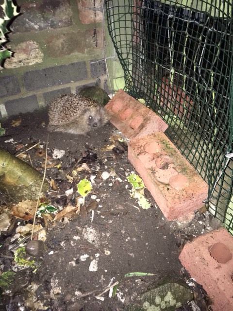 Heathcliffe trying to escape