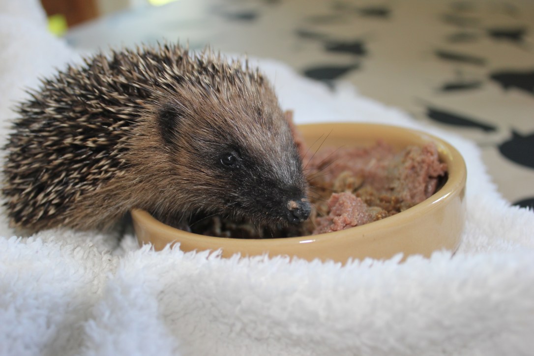 Baby wild European hedgehog
