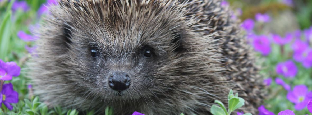 Hedgehog in the spring garden