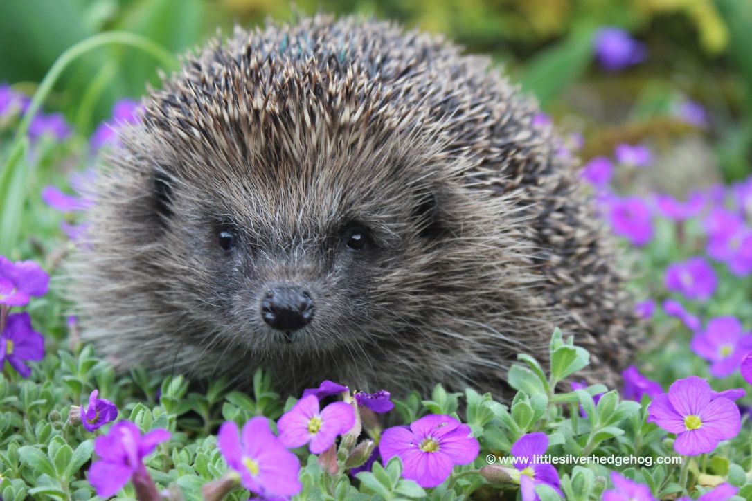Hedgehog in the spring garden front view