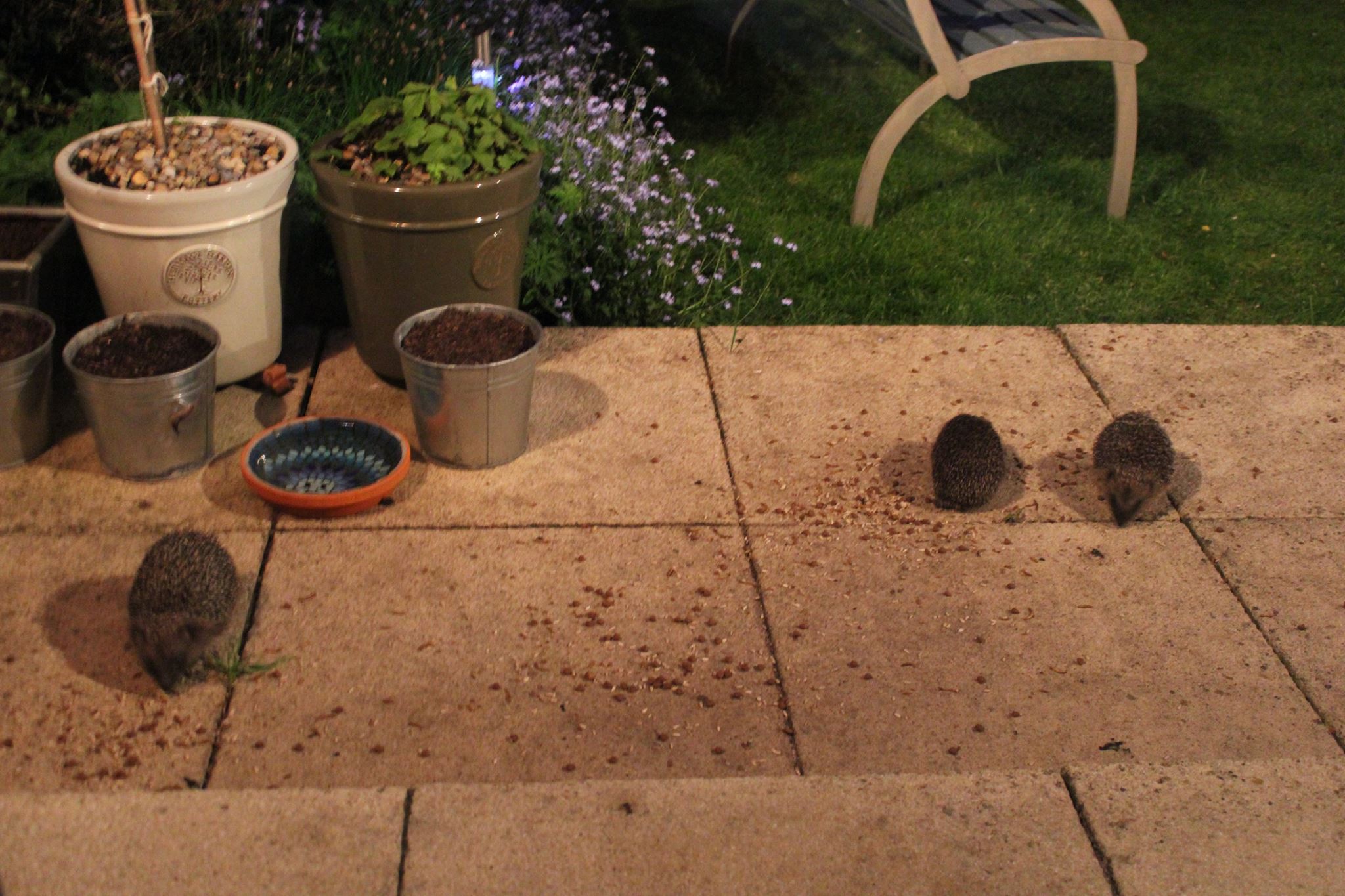 Wild hedgehogs in garden