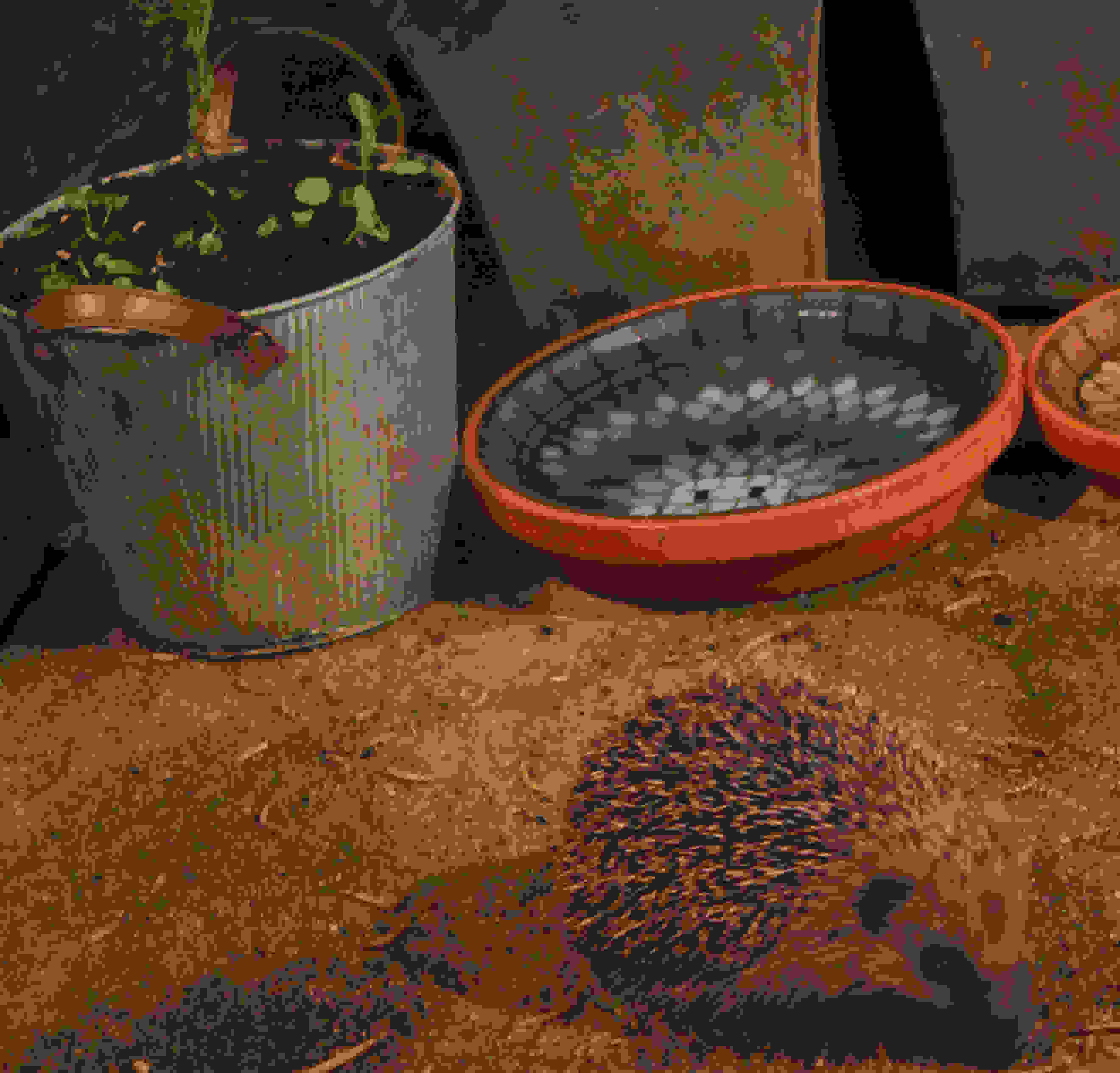 Hedgehog drinking bowl