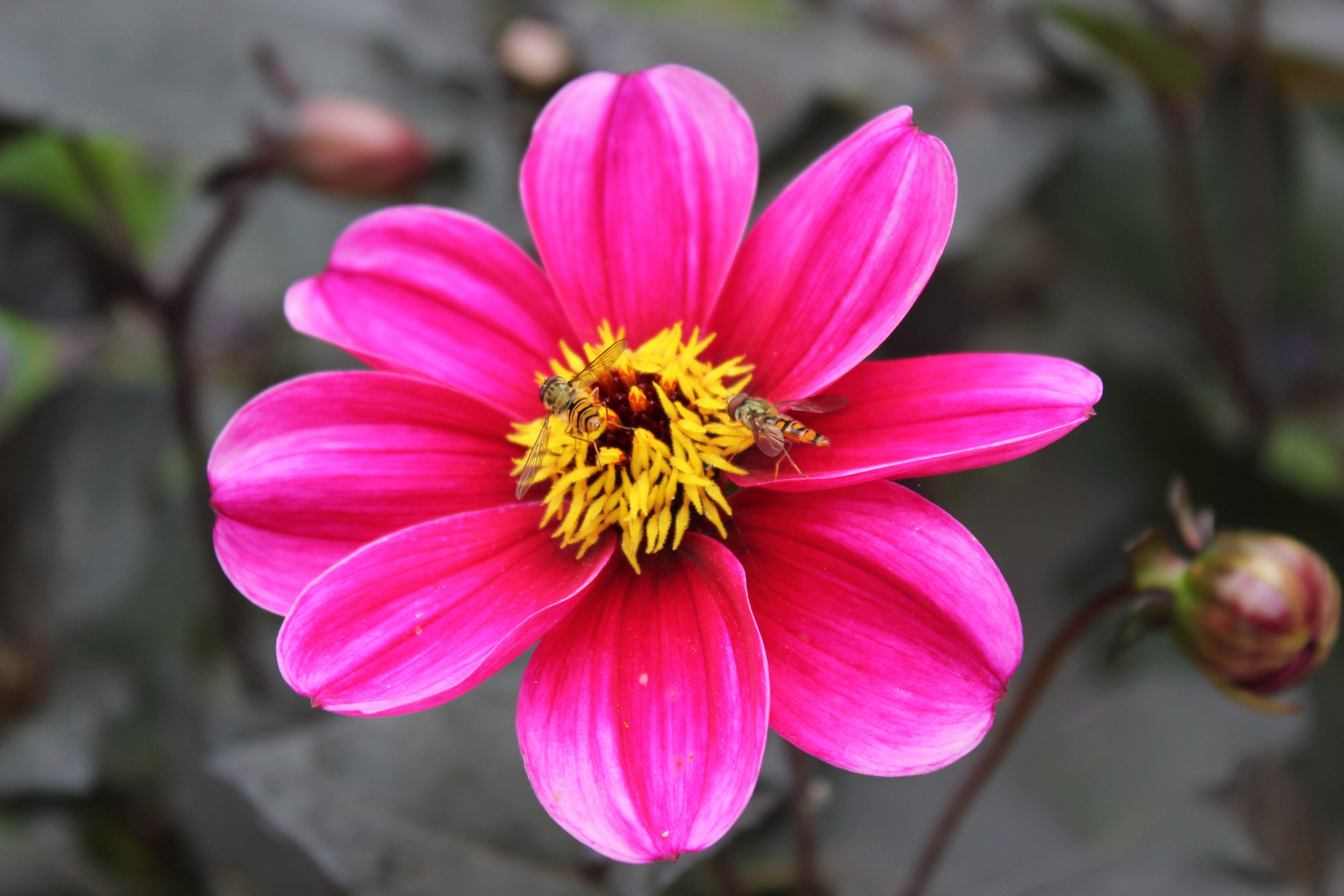 Dahlia and hoverflies