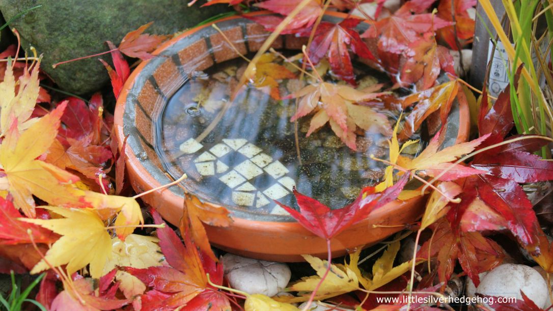 Hedgehog water bowl
