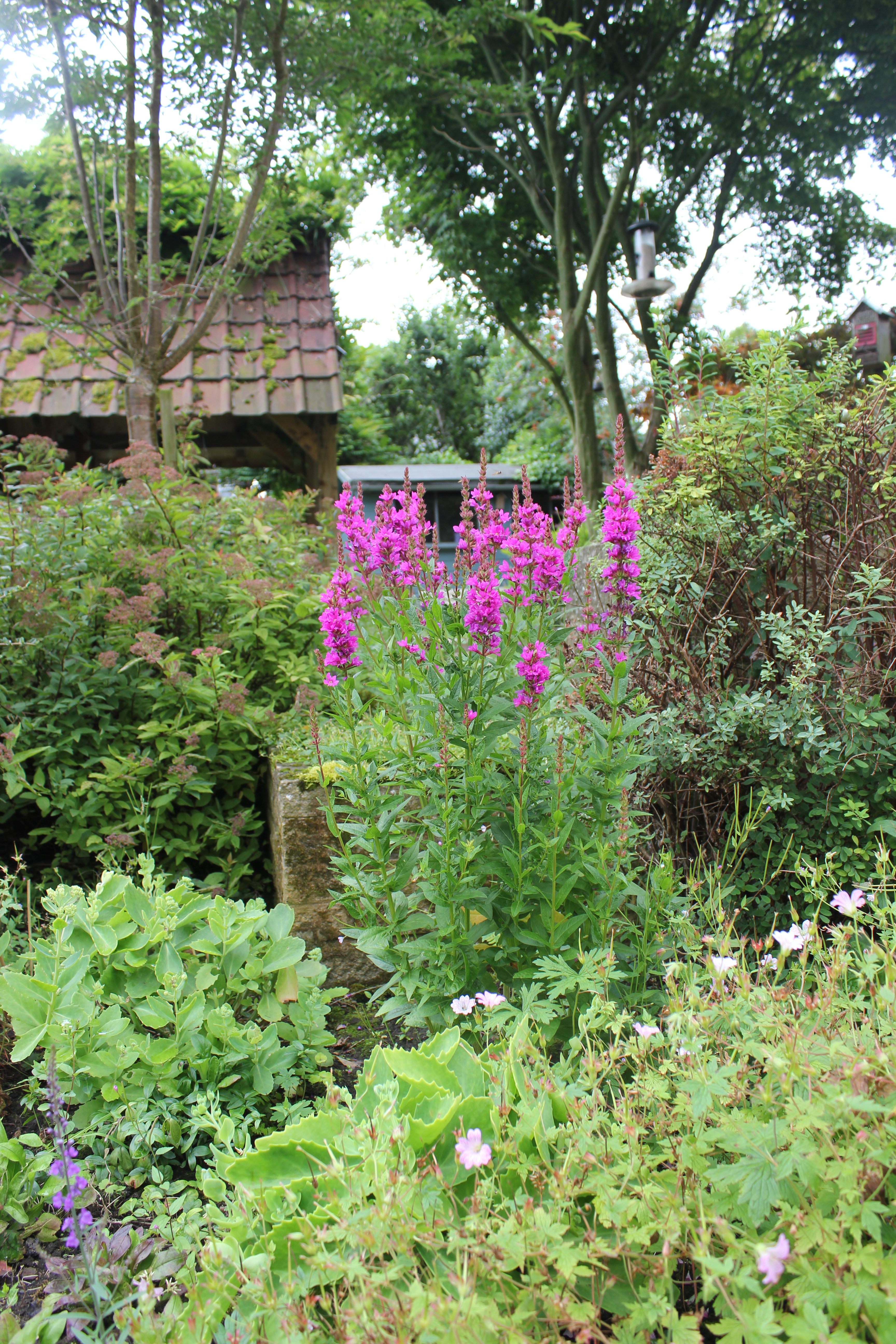 Purple loosestrife in the wildlife garden