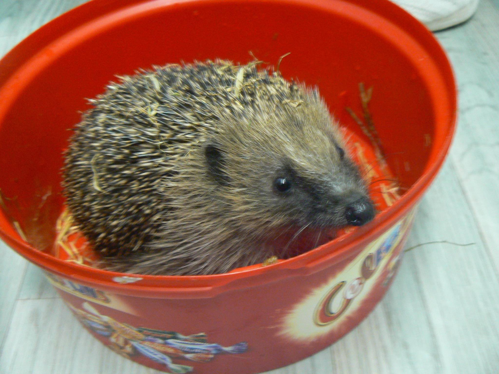 10854223_760423303995372_6316187226681188253_o