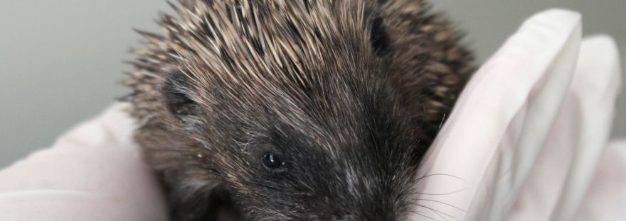 Baby wild hedgehog