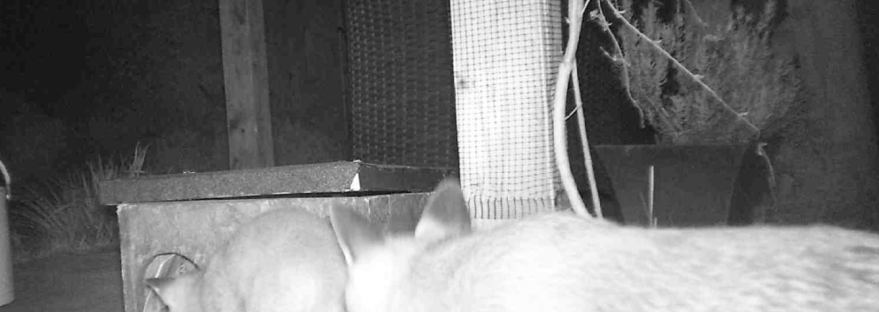 Foxes in garden, wild foxes, fox and cub