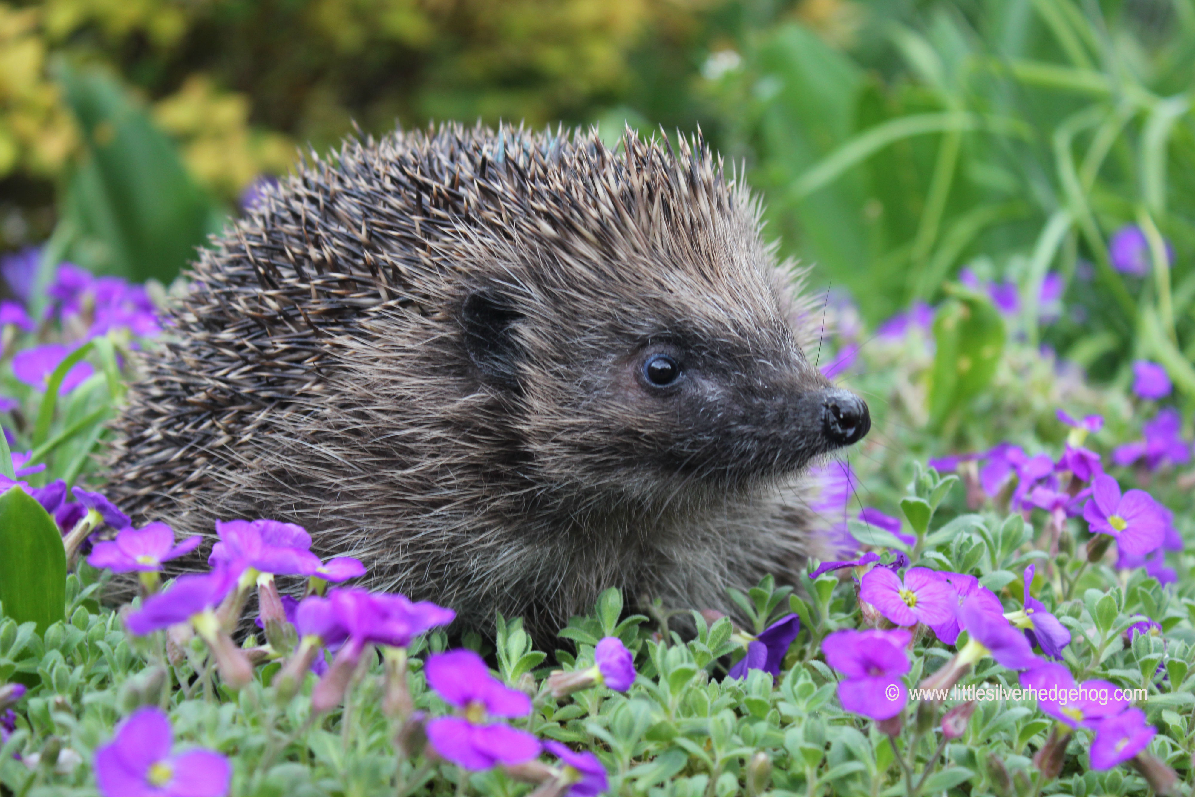 Hedgehog in the spring garden side on.JPG