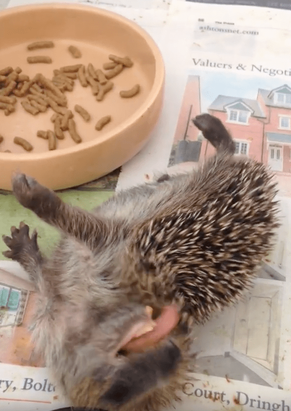 Baby hedgehog self anointing