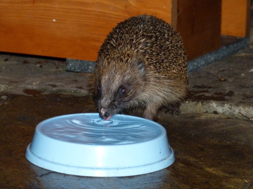Hedgehog drinking bowl