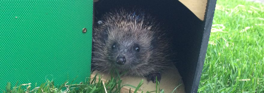 Hedgehog nest box