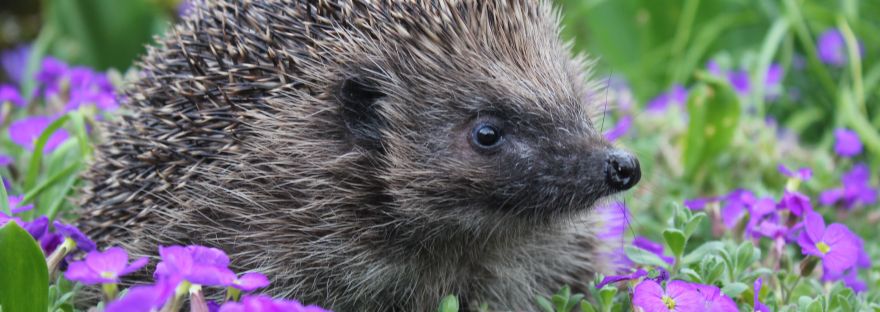 wild hedgehog in spring garden