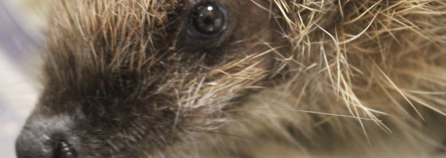 Wounded wild hedgehog with facial injury