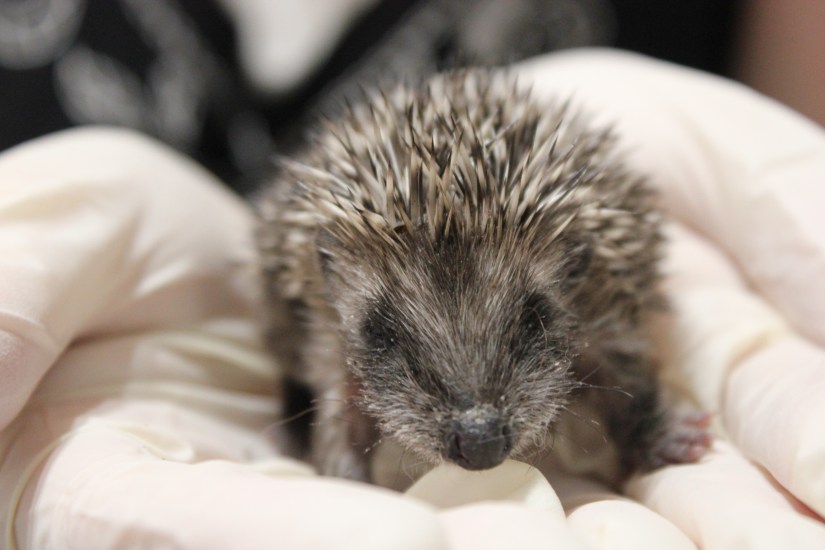 Baby wild hedgehog hoglet