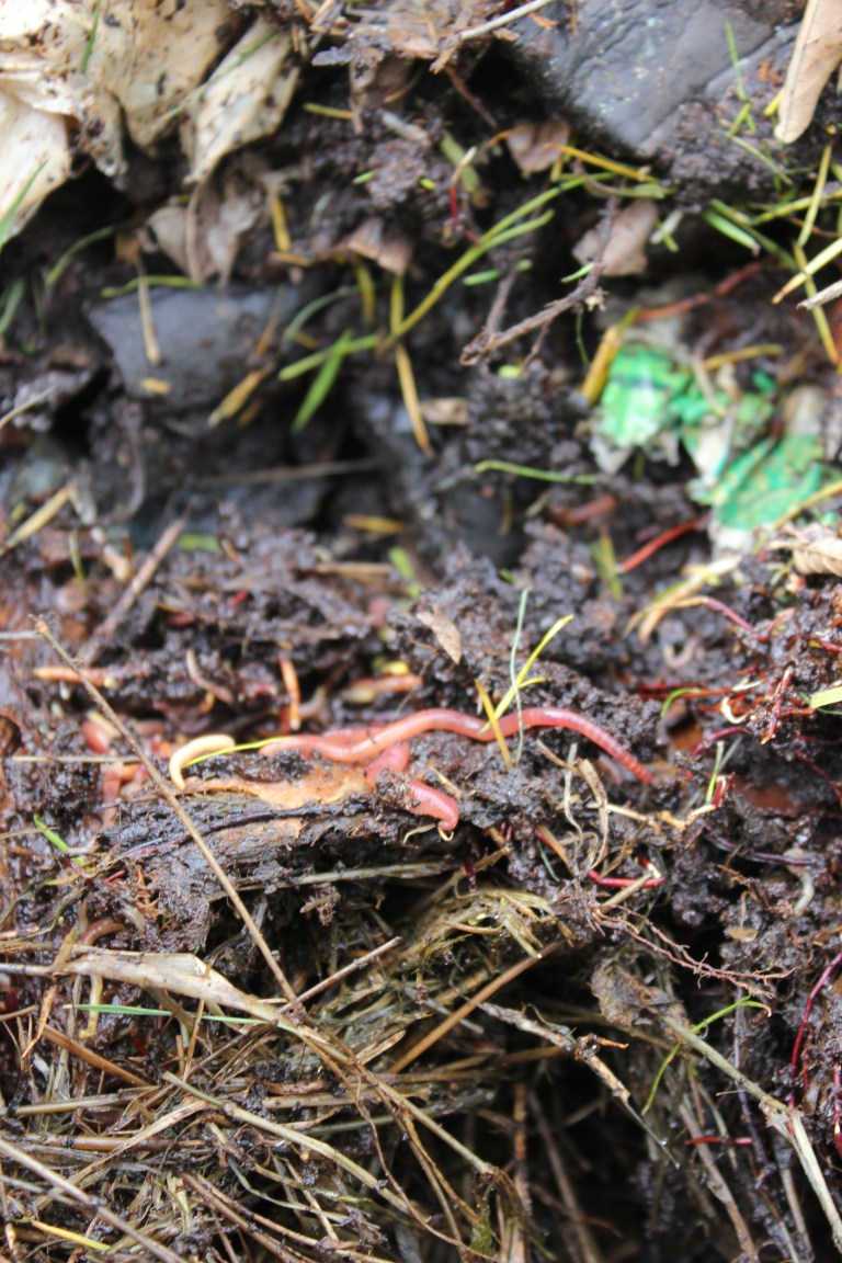 Compost Heap Insects Make a compost heap – Little Silver Hedgehog