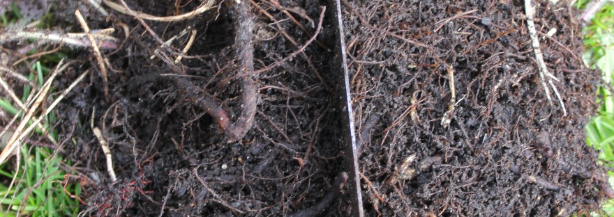 Dividing perennials Japanese Anenome