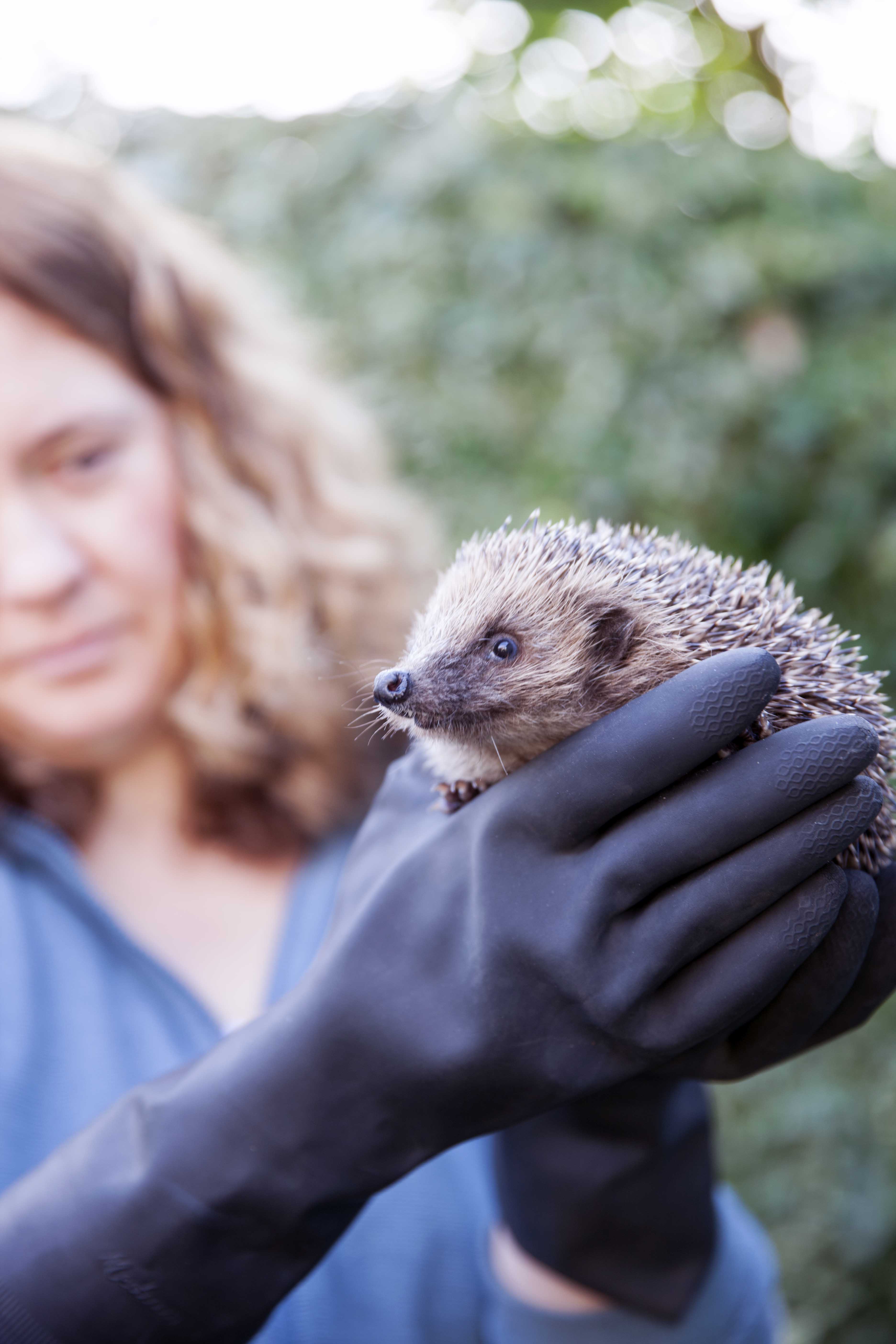 WILD HEDGEHOG CARE COURSES – Little Silver Hedgehog