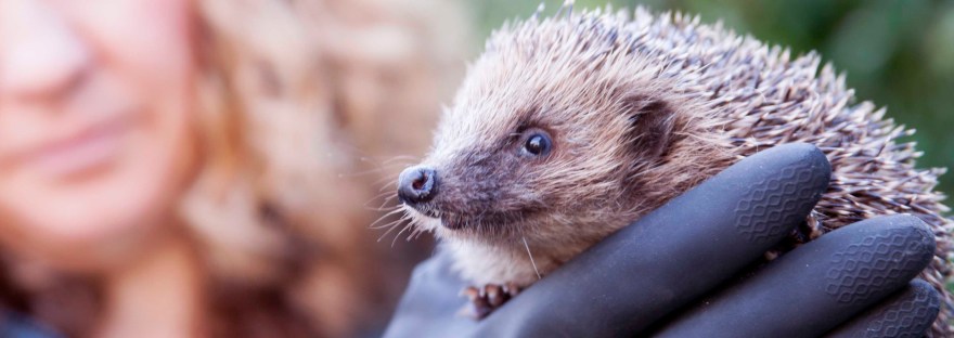 Hedgehog rescue, hedgehog hero
