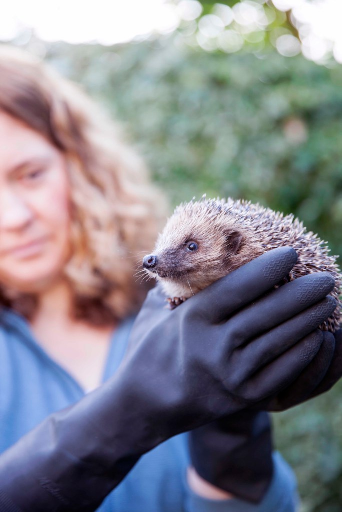 Hedgehog rescue, hedgehog hero