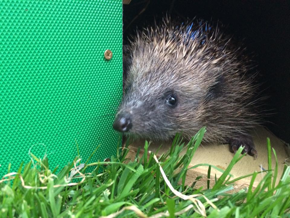 WILD HEDGEHOG CARE COURSES – Little Silver Hedgehog